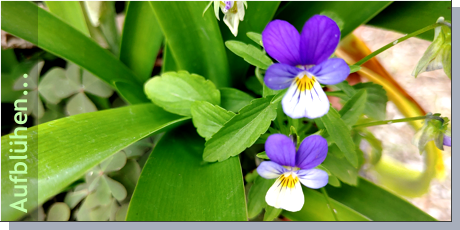 Weiß Frühling